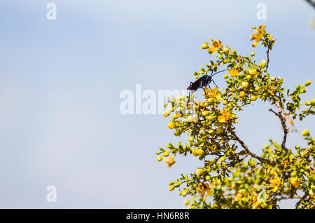 Deserto beetle volare con grandi stinger su Larrea purshia chaparral tree Foto Stock