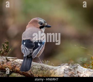 Jay nella foresta seduto su un albero caduto Foto Stock