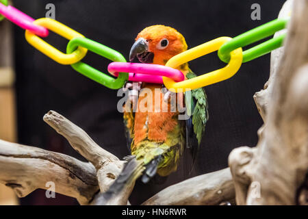 Sun conure fantasia pappagallo colorato basculante in plastica giocando a catena Foto Stock