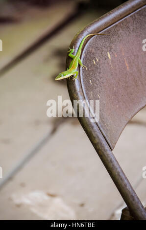 Verde lucertola anole sulla sedia in metallo Foto Stock