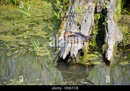 Duck dormire in stagno su albero con testa indietro Foto Stock