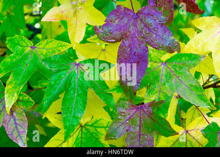 Maple leaves changing colours, a sign of season change Foto Stock