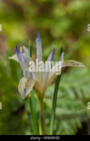 Iris reticulata " dipinto Lady' dwarf fiore primavera perenne febbraio bloom blossom confine pianta di giardino close-up closeup blu pallido Foto Stock