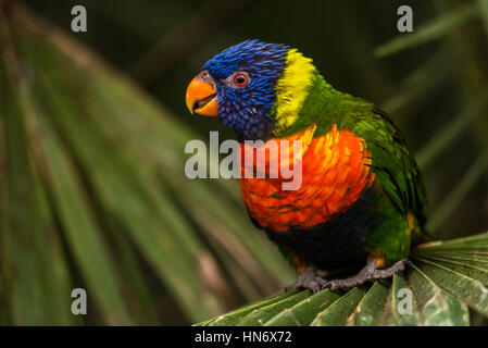 L'Arcobaleno (lori moluccanus Trichoglossus) una specie di pappagalli che vivono in Australia. L'uccello è una di medie dimensioni parrot. Foto Stock