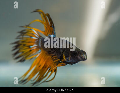 Betta splendens (Siamese Fighting Fish), corona maschio-tail gas mostarda, sbadigli. Foto Stock