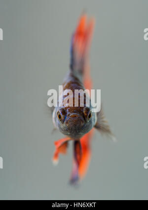 Betta splendens (Siamese Fighting Fish), maschio. Foto Stock