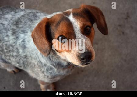 Blue Heeler Beagle Mix Foto Stock