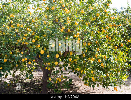 Unico albero pieno di limoni maturi da un frutteto in Europa meridionale Foto Stock