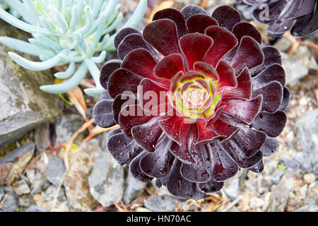 Rosa nero Tree (Aeonium Arboretum), Giardini Botanici, Wellington, Nuova Zelanda Foto Stock