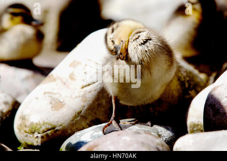 Giovani Mallard anatroccoli per la pulizia e la potatura di acqua dalle loro piume Foto Stock
