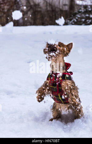 Cute cane giocare nella neve con fiocchi Foto Stock