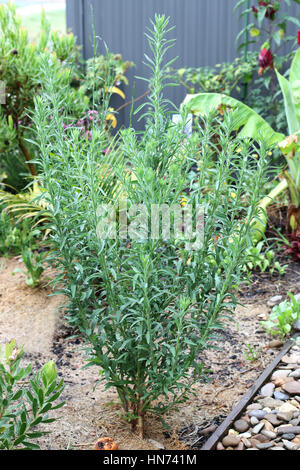 Fleabane Flaxleaf o noto come Conyza bonariensis Cronquist o hairy horseweed Foto Stock