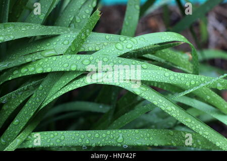 Le goccioline di acqua sulla Lomandra hystrix (Lomandraceae) o noto come Creek Matrush erba Foto Stock