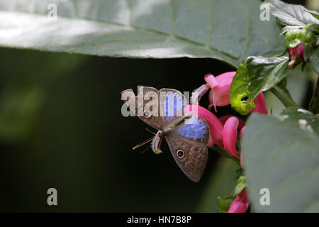 Blu-winged Eurybia, Eurybia lycisca Foto Stock