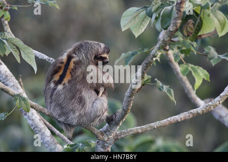 Marrone-throated Sloth, Bradipus variegatus, giovane maschio preparazione di posatoio per una notte in una struttura ad albero peltata Foto Stock