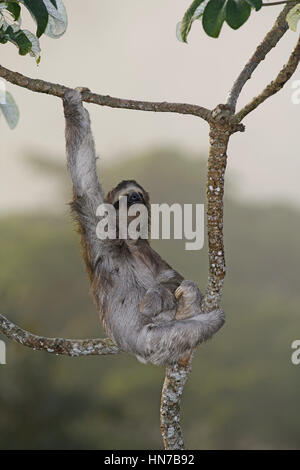 Marrone-throated Sloth, Bradipus variegatus Foto Stock