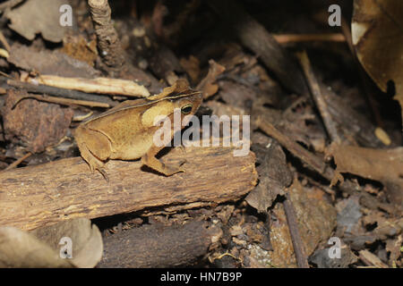 Sud Americana il rospo comune, Rhinella (Typhonius) margaritifer Foto Stock