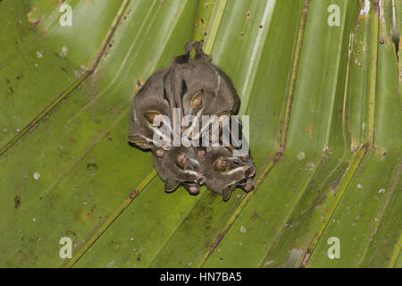 Tenda comune-rendendo i pipistrelli, Uroderma bilobum, a livello comunale posatoio Foto Stock