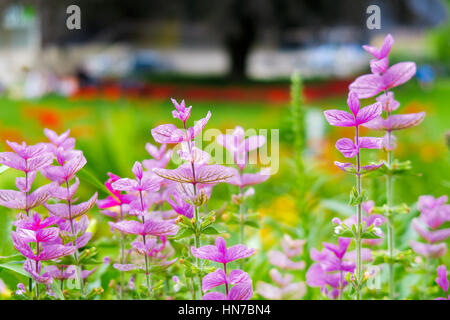 Bellissimi colori rosa e viola in un giardino pubblico in Lussemburgo Foto Stock