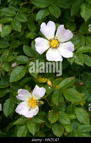 Inglese rosa canina bloom Foto Stock