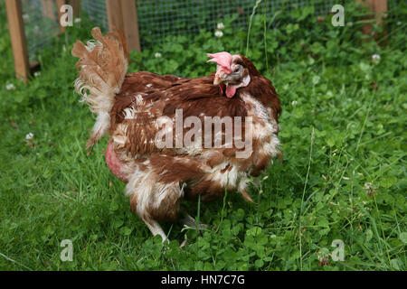 Ex galline in batteria Foto Stock