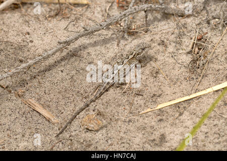 Mountain Dragon Rankinia diemensis fotografato in Tasmania, Australia Foto Stock