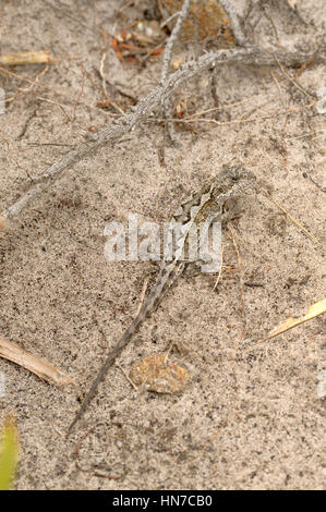 Mountain Dragon Rankinia diemensis fotografato in Tasmania, Australia Foto Stock