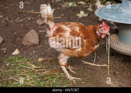 Ex galline in batteria Foto Stock