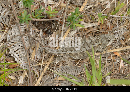 Mountain Dragon Rankinia diemensis fotografato in Tasmania, Australia Foto Stock