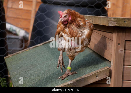 Ex galline in batteria Foto Stock