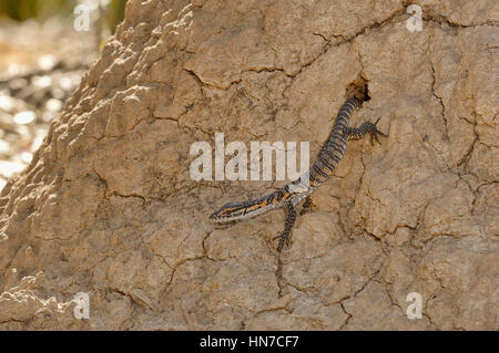 Rosenberg's Goanna Varanus rosenbergi i giovani emergenti dal nido in termite mound vulnerabile fotografato su Kangaroo Island, Sud Australia Foto Stock