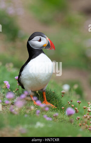 Atlantic Puffin (Fratercula arctica) adulto, piedi tra mare fioritura parsimonia, grande Saltee, Isole Saltee, Irlanda. Foto Stock