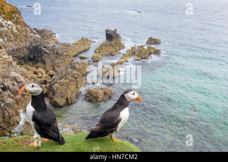 Due Atlantic pulcinelle di mare (Fratercula arctica) adulti, permanente sulla scogliera costiera guardando oltre oceano, grande Saltee, Saltee Isola, Irlanda. Foto Stock