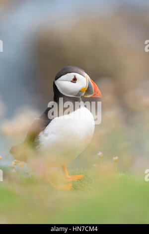 Atlantic Puffin (Fratercula arctica) adulto, in piedi alla scogliera costiera tra mare fioritura parsimonia, profondità di campo, grande Saltee, Saltee Islan Foto Stock