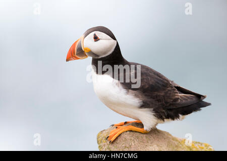 Atlantic Puffin (Fratercula arctica) adulto, in piedi sulla roccia della scogliera costiera, grande Saltee, Saltee Isola, Irlanda. Foto Stock