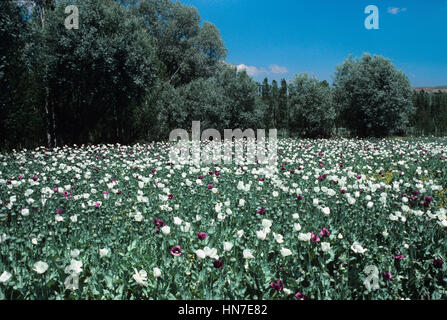 Campo di papaveri da oppio, Papaver somniferum, Turchia Foto Stock