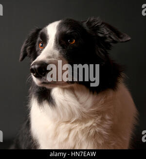 Border Collie seduto a guardare qualcosa, ritratto Foto Stock