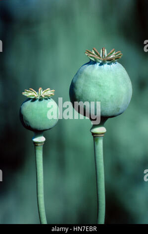 Seme cialde o capsule di papavero da oppio o papaveri, Papaver somniferum, Turchia Foto Stock