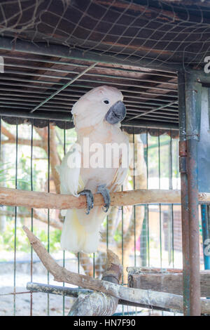 White macaw pappagallo in gabbia allo zoo. Foto Stock