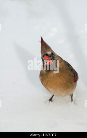 Vadnais Heights, Minnesota. Femmina Cardinale settentrionale, Cardinalis cardinalis, mangiare bird seme caduto a terra in inverno, mentre guardando il Foto Stock