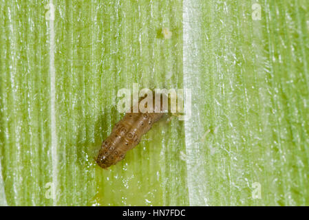 Vadnais Heights, Minnesota. Piralide del mais larva, Ostrinia nubilalis, masticare il suo modo attraverso una pannocchia di mais. Foto Stock