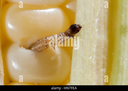 Vadnais Heights, Minnesota. Piralide del mais larva, Ostrinia nubilalis, masticare il suo modo attraverso una pannocchia di mais. Foto Stock