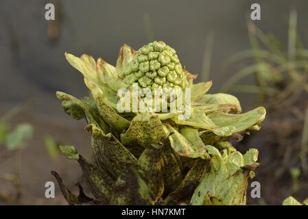 Butterbur gigante, Petasites japonicus Foto Stock