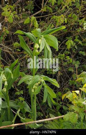 Giardino di Salomone-guarnizione, Polygonatum x hybridum Foto Stock