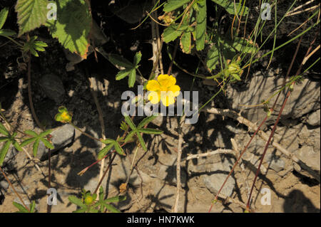 Creeping Cinquefoil, Potentilla reptans Foto Stock