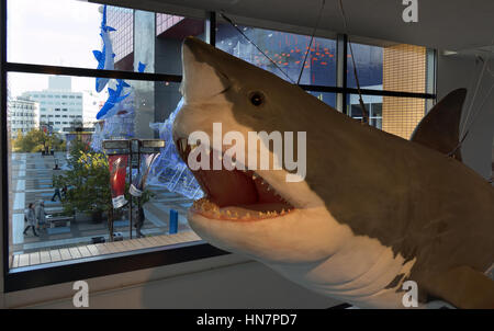 Squalo Balena, squali, pesci e animali marini in acquario di Osaka, Giappone, Asia Foto Stock