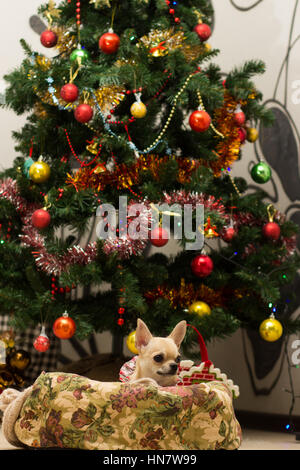 Chihuahua giacente nel lettino accanto a albero di Natale di attesa per tratta. Foto Stock