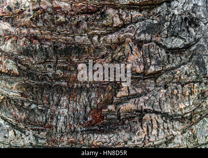 Palm corteccia texture di sfondo della natura Foto Stock