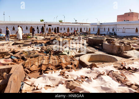 Marrakech, Marocco - 9 Novembre 2015: lavoratori presso la grande cooperativa di conceria di manipolazione di Marrakesh vacca, capra e pelli di cammello. Foto Stock