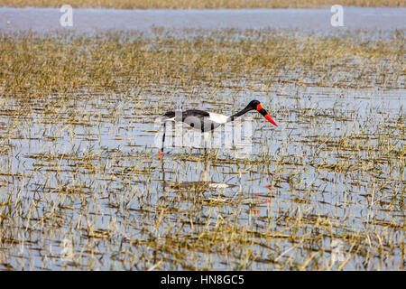 Un Saddle-Billed Stork (Ephippiorhynchus Senegalensis), il lago Ziway, Etiopia Foto Stock